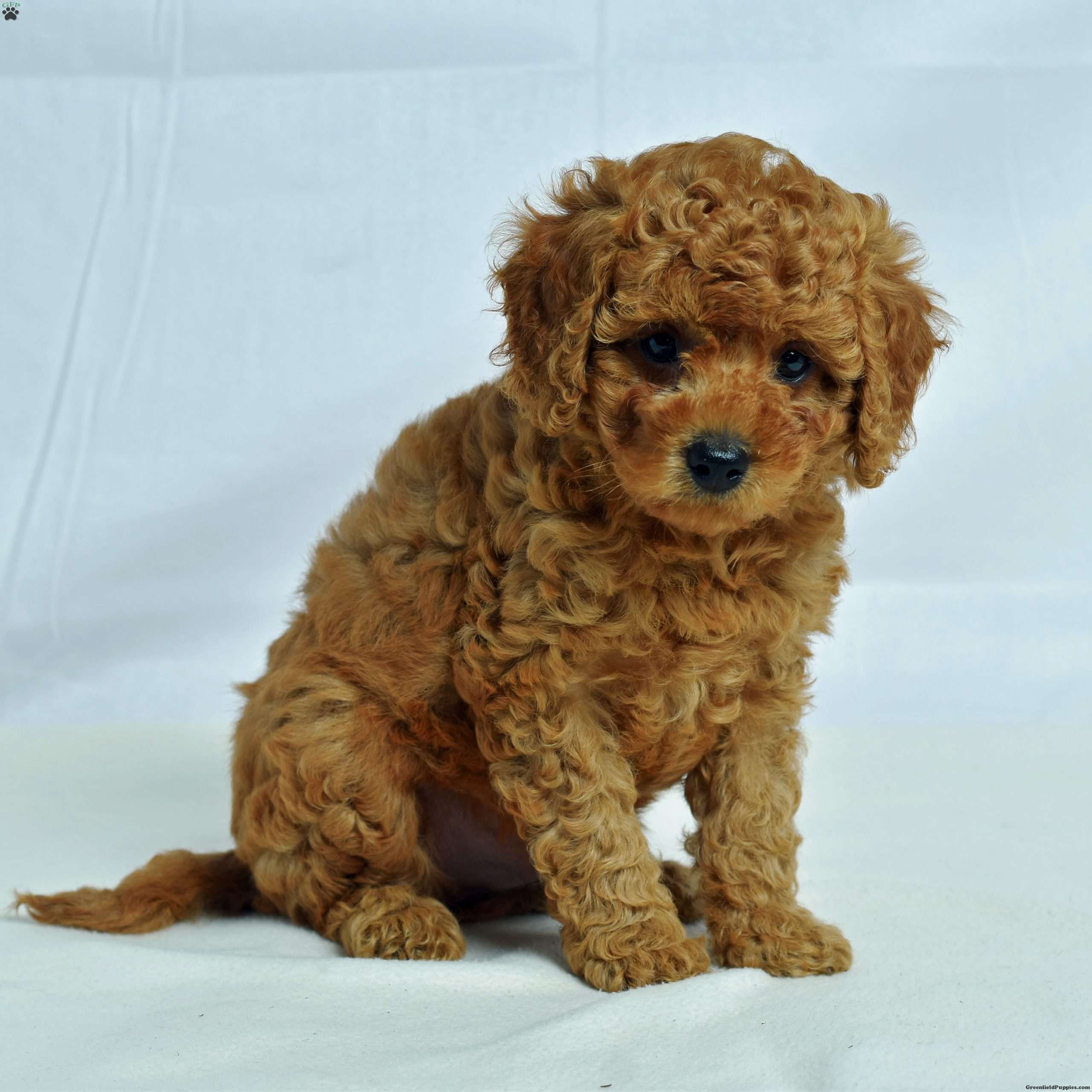 Idaho Cavapoo Puppy For Sale in Pennsylvania